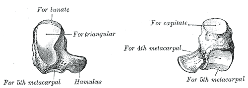 Levá háková kost. Gray's Anatomy, 1918