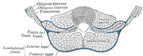 Schéma příčného řezu zadní břišní stěny – lumbodorsal fascie