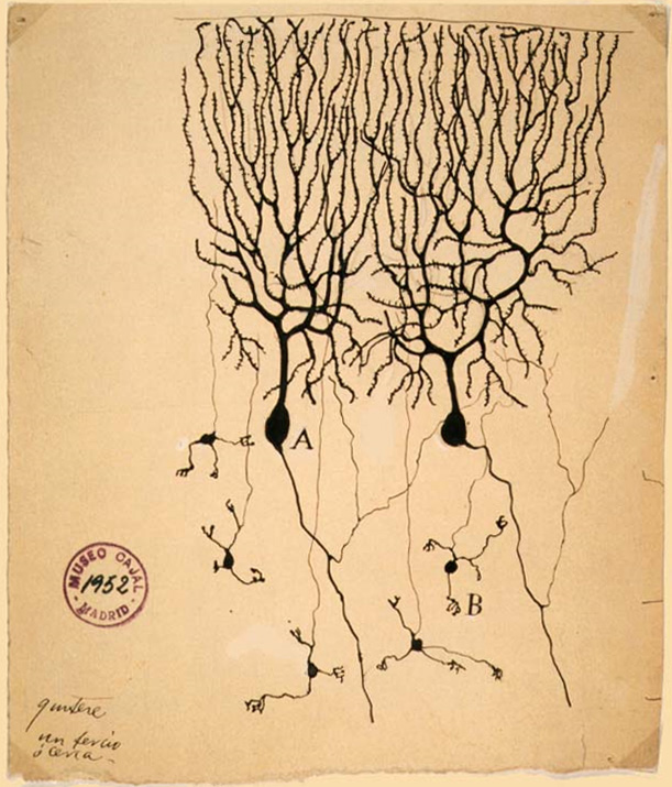 Hand drawn figure of two Purkinje cells side by side with dendrites projecting upwards that look like tree branches and a few axons projected downwards that connect to a few granule cells at the bottom of the drawing.