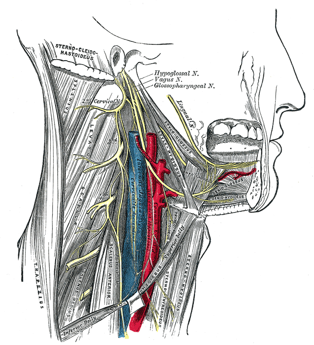 Inervace jazyka, vyznačen podjazykový nerv („Hypoglossal N.“)