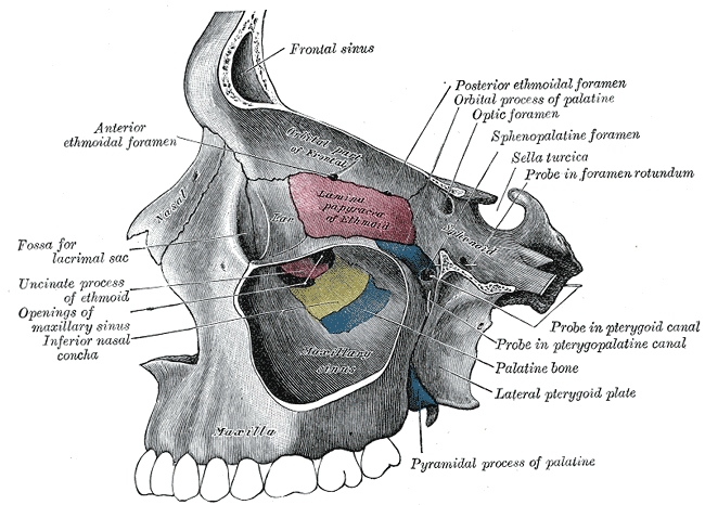 Patrová kost je uprostřed označena modrou barvou a popiskem „Palatine bone“. Gray's Anatomy, 1918