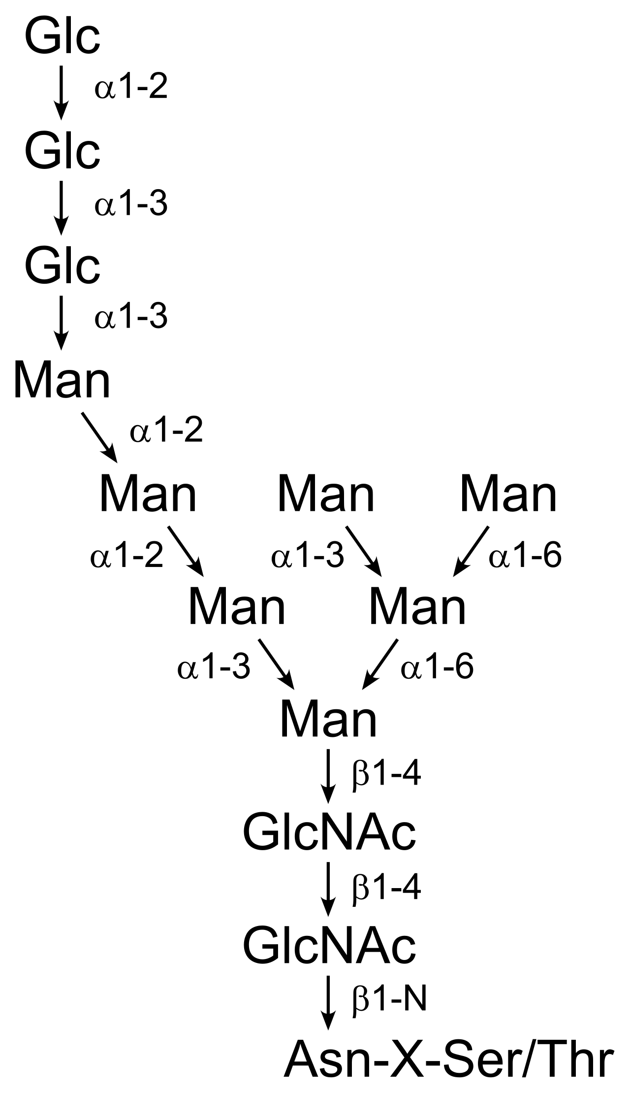 základní N-glykan (syntetizovaný v ER)