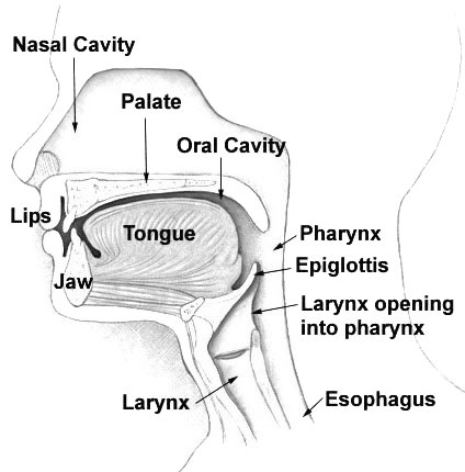 Průřez horními cestami dýchacími, nosní dutina je označena „nasal cavity“