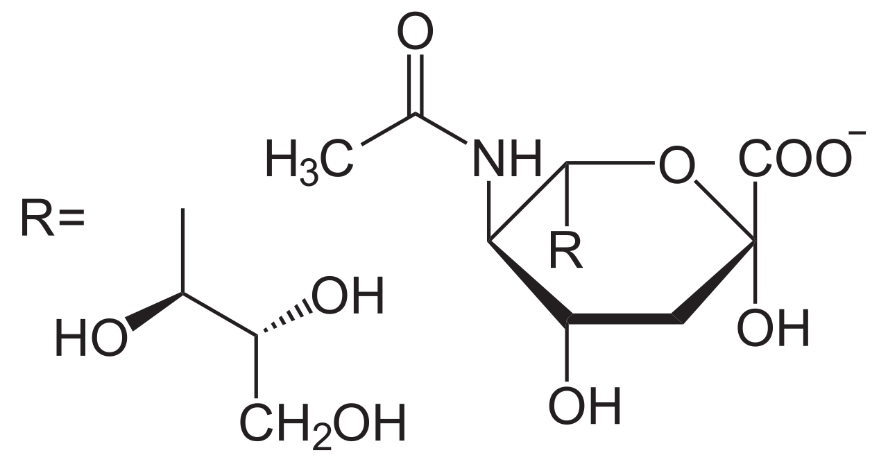 kyselina N-acetylneuraminová (kyselina sialová)