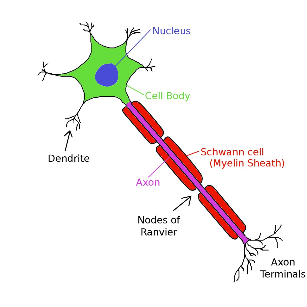 Axons of neurons are wrapped by several myelin sheaths, which shield the axon from extracellular fluid. There are short gaps between the myelin sheaths known as nodes of Ranvier where the axon is directly exposed to the surrounding extracellular fluid.