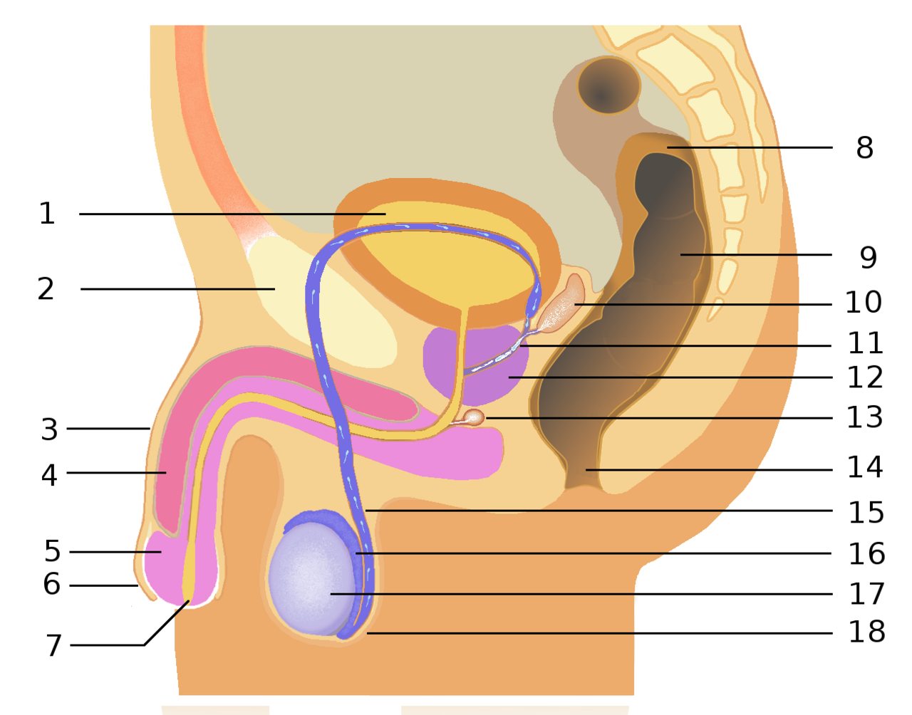1: močový měchýř, 2: stydká kost, 3: penis, 4: topořivé těleso, 5: žalud, 6: předkožka, 7: ústí močové trubice, 8: tračník, 9: konečník, 10: semenný váček, 11: ejakulační vývod, 12: prostata, 13: Cowperova žláza, 14: anus, 15: chámovod, 16: nadvarle, 17: varle, 18: šourek