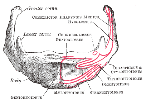 Jazylka; Gray's Anatomy, 1918