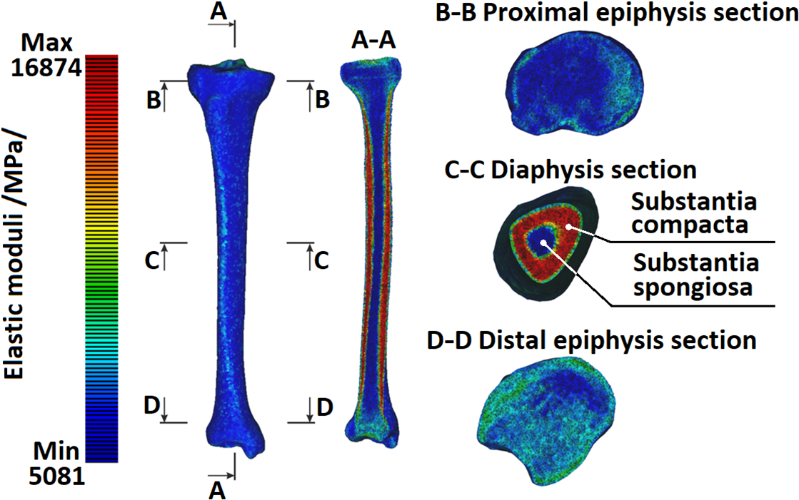 Computed tomography, Tibia, Modulus of Elasticity, anatomy