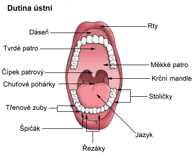 Ústa (ústní dutina)