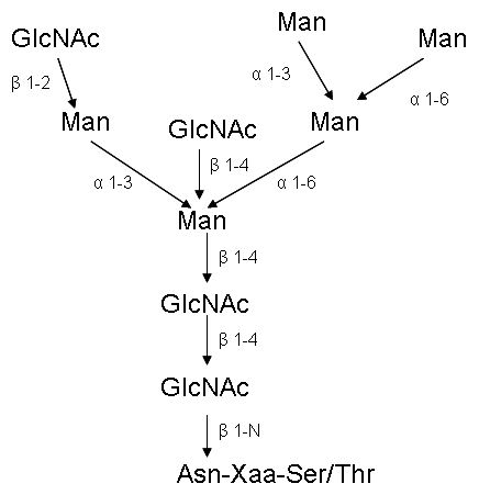 vmezeřený (bisecting) GlcNAc