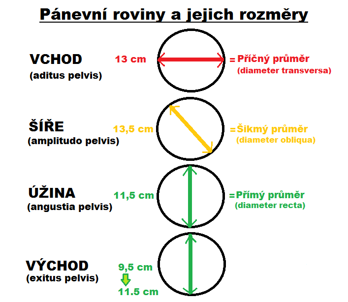Vnitřní pánevní rozměry.png
