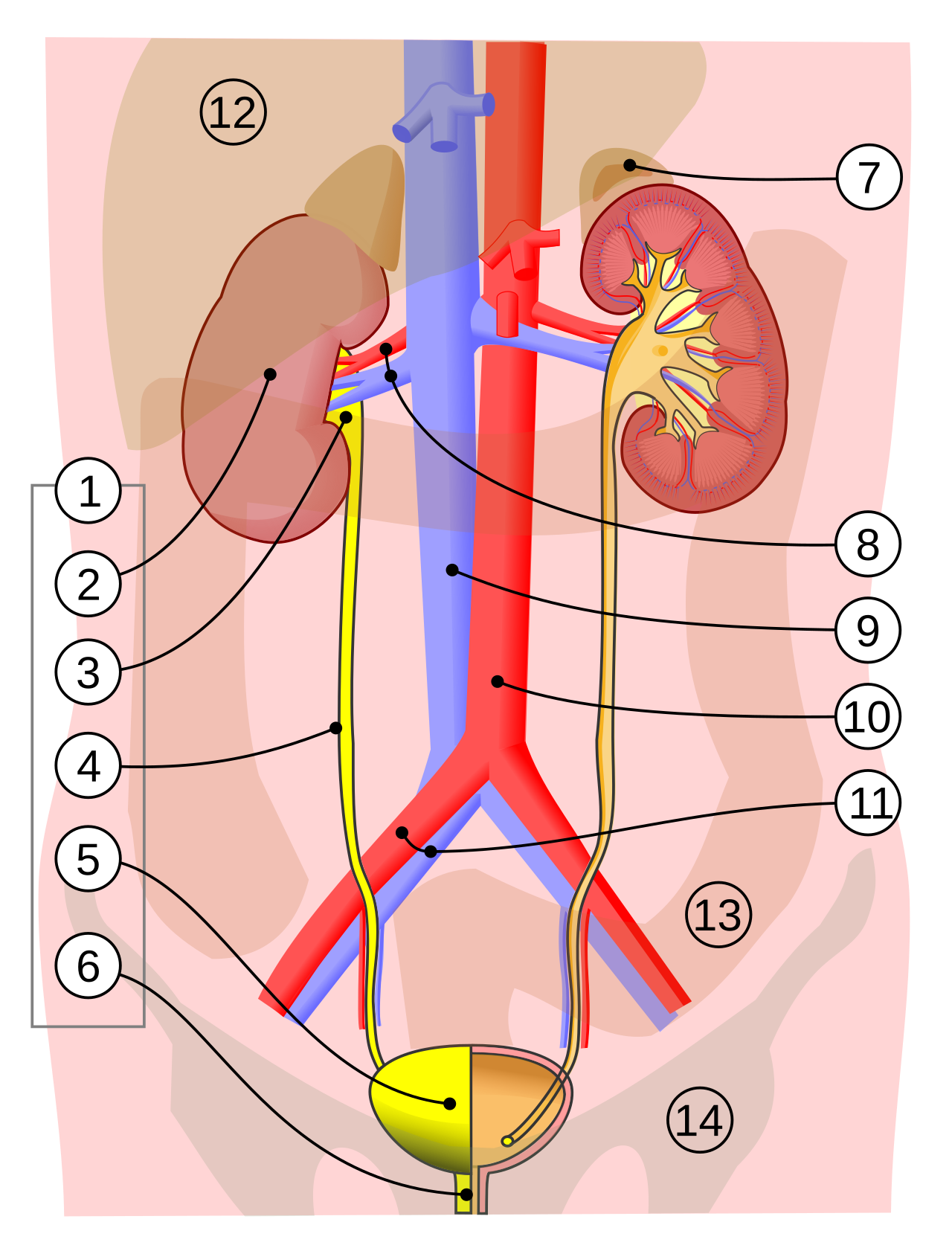 1. Vylučovací soustava člověka: 2. ledvina, 3. ledvinová pánvička, 4. močovod, 5. močový měchýř, 6. močová trubice. (levá strana ukazuje orgány na řezu) 7. nadledvina Cévy: 8. ledvinová tepna a žíla, 9. dolní dutá žíla, 10. břišní aorta, 11. společná kyčelní tepna a žíla Ostatní struktury (průsvitně): 12. játra, 13. tlusté střevo, 14. pánev