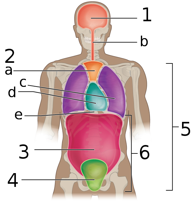 Pleurální dutina – fialově (označená písmenem "C")