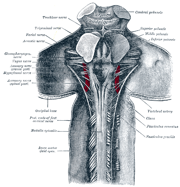 Horní část medulla spinalis a zadní a střední mozek; zadní aspekt, exponovaný in situ