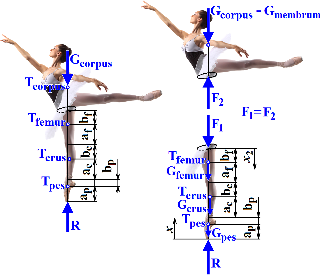 Baletka ve stoji na špičkách (En pointe). Biomechanika - aplikace metody myšleného řezu a zjednodušený statický silový rozbor v dolní končetině.[3]