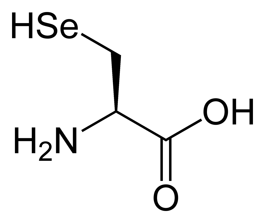 Selenocystein (SeCys,U)