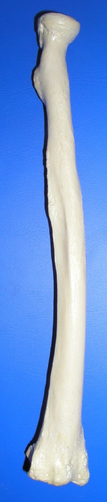Zadní strana