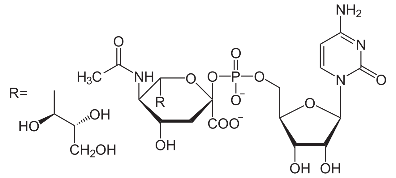 CMP-kyselina neuraminová (Sia)