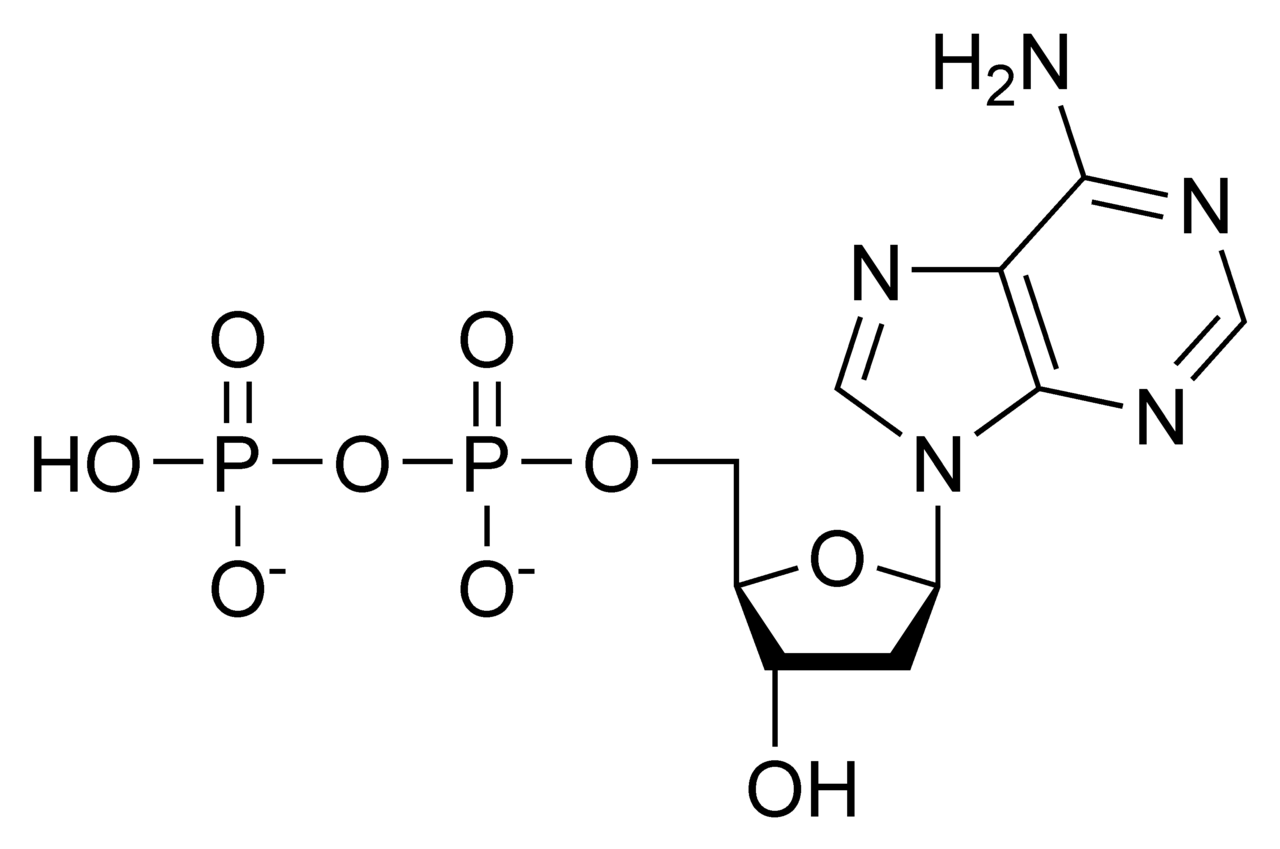 Struktura deoxyadenosindifosfátu