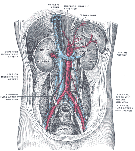 Průběh dolní duté žíly břišní dutinou. Gray's Anatomy, 1918