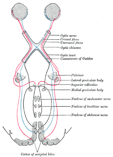 Průběh zrakových nervů. Gray's Anatomy, 1918