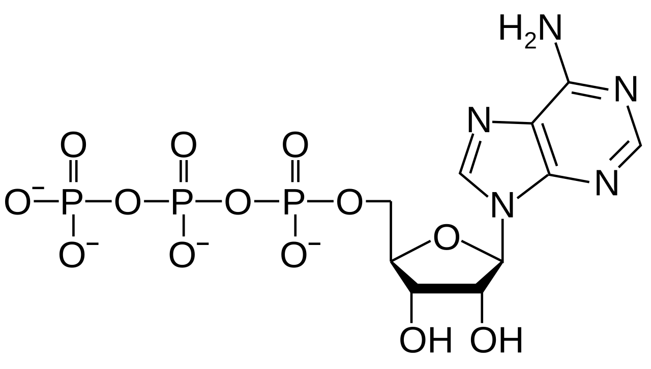Struktura adenosinetrifosfátu