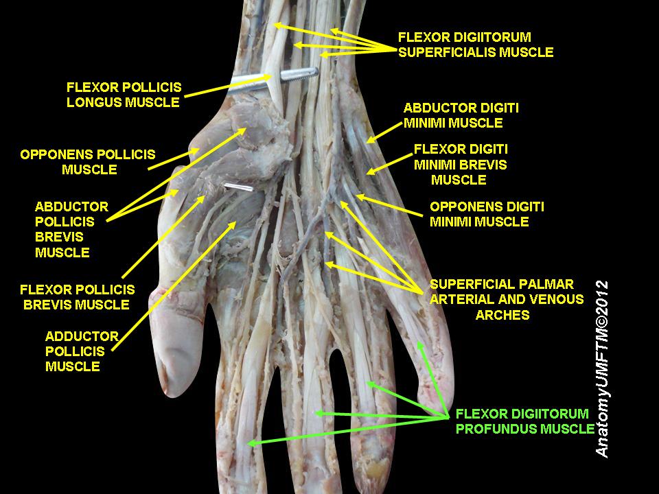 Anatomický preparát lidské ruky