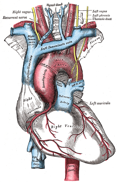 Horní dutá žíla je nalevo od aorty. Gray's Anatomy, 1918