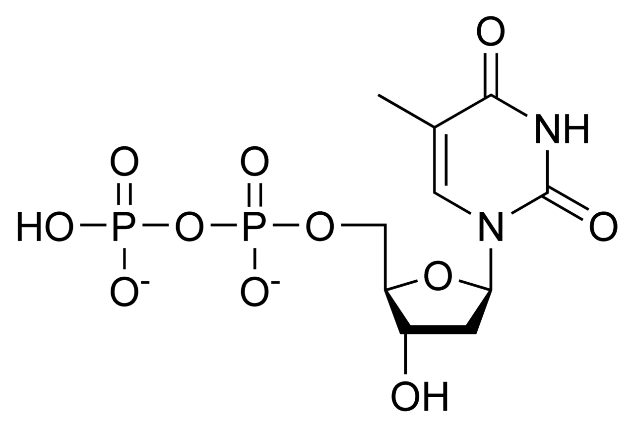 Struktura deoxythymidindifosfátu
