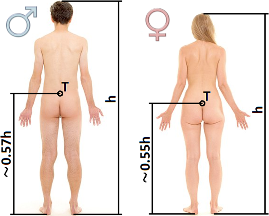 těžiště, muž, žena, anatomický postoj