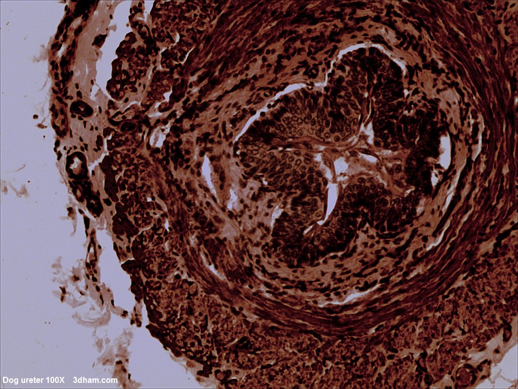 Histologický preparát - příčný řez močovodem psa, zvětšení 100x