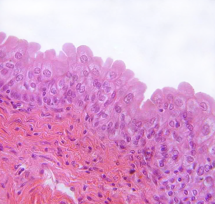 Histologický preparát - přechodný epitel, barvení hematoxylin-eosin