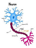 Neuron – WikiSkripta