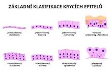 Epitel – WikiSkripta