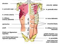 Základy anatomie pohybového ústrojí | Fakulta sportovních ...