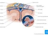 Diploic veins: Definition, location, function | Kenhub